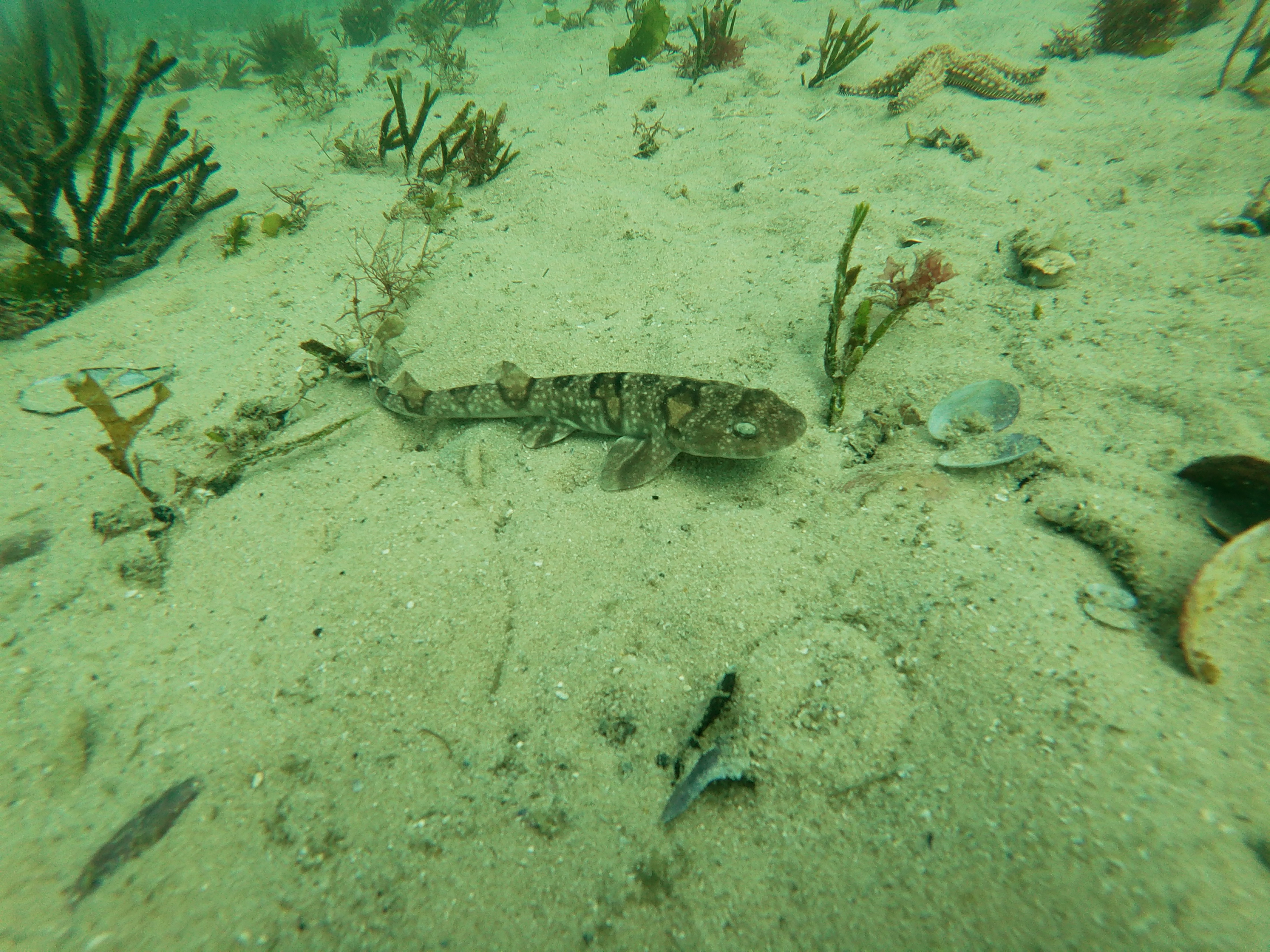 t/sdcard/DCIM/100GOPRO/GOPR7616